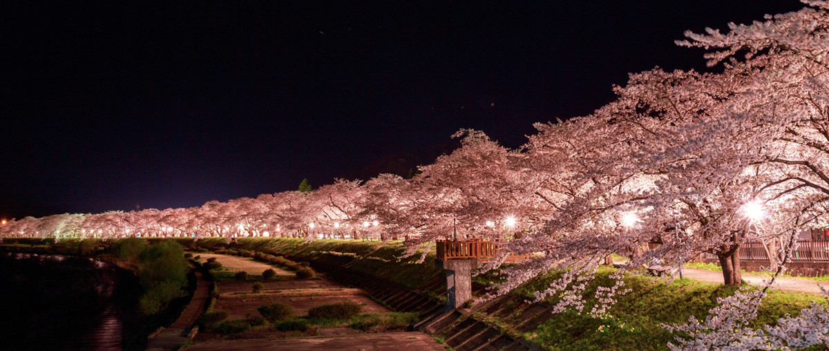 Japanese-Sakura